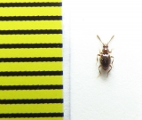 Stenichnus godarti  Belorussia - INSECTS-STORE.RU