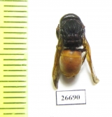 Hymenoptera sp.  Angola - INSECTS-STORE.RU