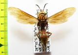 Hymenoptera sp.  Argentina - INSECTS-STORE.RU