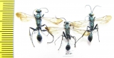 Hymenoptera sp.  India - INSECTS-STORE.RU