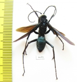 Hymenoptera sp.  India - INSECTS-STORE.RU