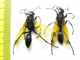 Hymenoptera sp.  India - INSECTS-STORE.RU