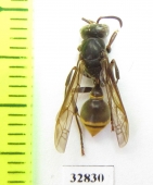 Hymenoptera sp.  Indonesia, Papua - INSECTS-STORE.RU