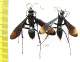 Hymenoptera sp.  Madagascar - INSECTS-STORE.RU