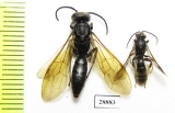 Hymenoptera sp.  Madagascar - INSECTS-STORE.RU
