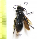 Hymenoptera sp.  South Africa Rep. - INSECTS-STORE.RU