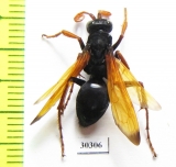 Hymenoptera sp.  South Africa Rep. - INSECTS-STORE.RU