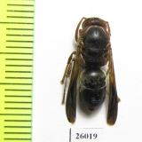 Hymenoptera sp.  South Africa Rep. - INSECTS-STORE.RU