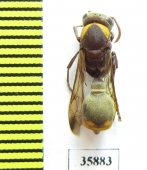 Hymenoptera sp.  Tanzania - INSECTS-STORE.RU