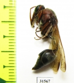 Hymenoptera sp.  Zanzibar isl. - INSECTS-STORE.RU