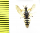 Hymenoptera sp.  Italy - INSECTS-STORE.RU