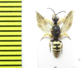 Hymenoptera sp.  Italy - INSECTS-STORE.RU