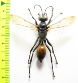 Hymenoptera sp.  Kazakhstan - INSECTS-STORE.RU