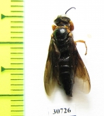 Hymenoptera sp.  Morocco - INSECTS-STORE.RU