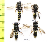 Hymenoptera sp., pair  Russia, Tver reg. - INSECTS-STORE.RU