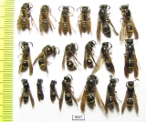 Hymenoptera sp.  Russia, Tver reg. - INSECTS-STORE.RU