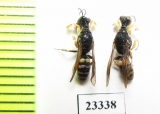 Hymenoptera sp.  Russia, Crimea reg. - INSECTS-STORE.RU
