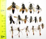 Hymenoptera sp.  Russia, Astrakhan reg. - INSECTS-STORE.RU