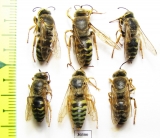 Hymenoptera sp.  Russia, Tver reg. - INSECTS-STORE.RU