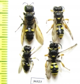 Hymenoptera sp.  Russia, Tver reg. - INSECTS-STORE.RU