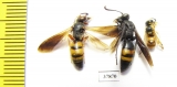 Hymenoptera sp.  Russia, Astrakhan reg. - INSECTS-STORE.RU