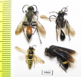 Hymenoptera sp.  Uzbekistan - INSECTS-STORE.RU