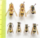 Hymenoptera sp.  Uzbekistan - INSECTS-STORE.RU