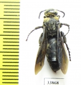 Scoliidae sp.  India, Assam - INSECTS-STORE.RU