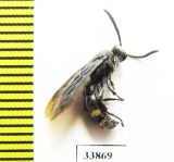 Scoliidae sp.  India, Assam - INSECTS-STORE.RU