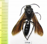 Ichneumonoidea sp.  Argentina - INSECTS-STORE.RU