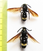 Scolia schrenckii  Kazakhstan - INSECTS-STORE.RU