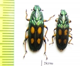 Helota vigorsi  Indonesia, Java - INSECTS-STORE.RU