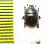 Nitidulidae sp.  Argentina - INSECTS-STORE.RU