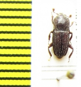 Nitidulidae sp.  Cambodia - INSECTS-STORE.RU