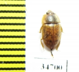 Nitidulidae sp.  Ethiopia - INSECTS-STORE.RU