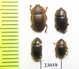 Nitidulidae sp.  South Africa Rep. - INSECTS-STORE.RU