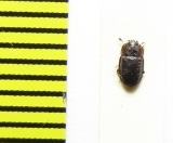 Epuraea silesiaca  Russia, Tver reg. - INSECTS-STORE.RU