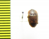 Lordites pictus  Vietnam - INSECTS-STORE.RU