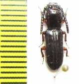 Passandridae sp.  Indonesia, Papua - INSECTS-STORE.RU