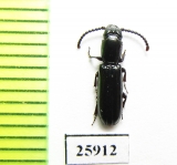 Passandridae sp.  South Africa Rep. - INSECTS-STORE.RU