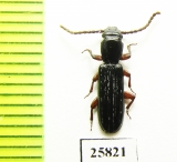 Passandridae sp.  South Africa Rep. - INSECTS-STORE.RU