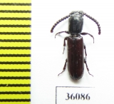 Passandridae sp.  Thailand - INSECTS-STORE.RU