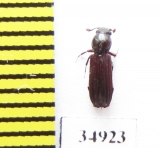 Bothrideridae sp.  Peru - INSECTS-STORE.RU