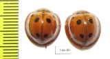 Coccinellidae sp.  Indonesia, Kalimantan - INSECTS-STORE.RU
