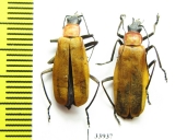 Cantharidae sp.  Panama - INSECTS-STORE.RU