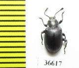 Endomychidae sp.  Madagascar - INSECTS-STORE.RU