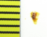 Holoparamecus niger  Italy - INSECTS-STORE.RU