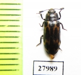 Erotylidae sp.  Angola - INSECTS-STORE.RU