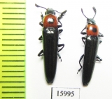 Erotylidae sp.  China, Yunnan prov. - INSECTS-STORE.RU