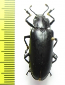 Erotylidae sp.  China, Guangxi prov. - INSECTS-STORE.RU